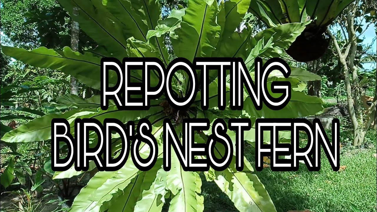 REPOTTING BIRD'S NEST FERN