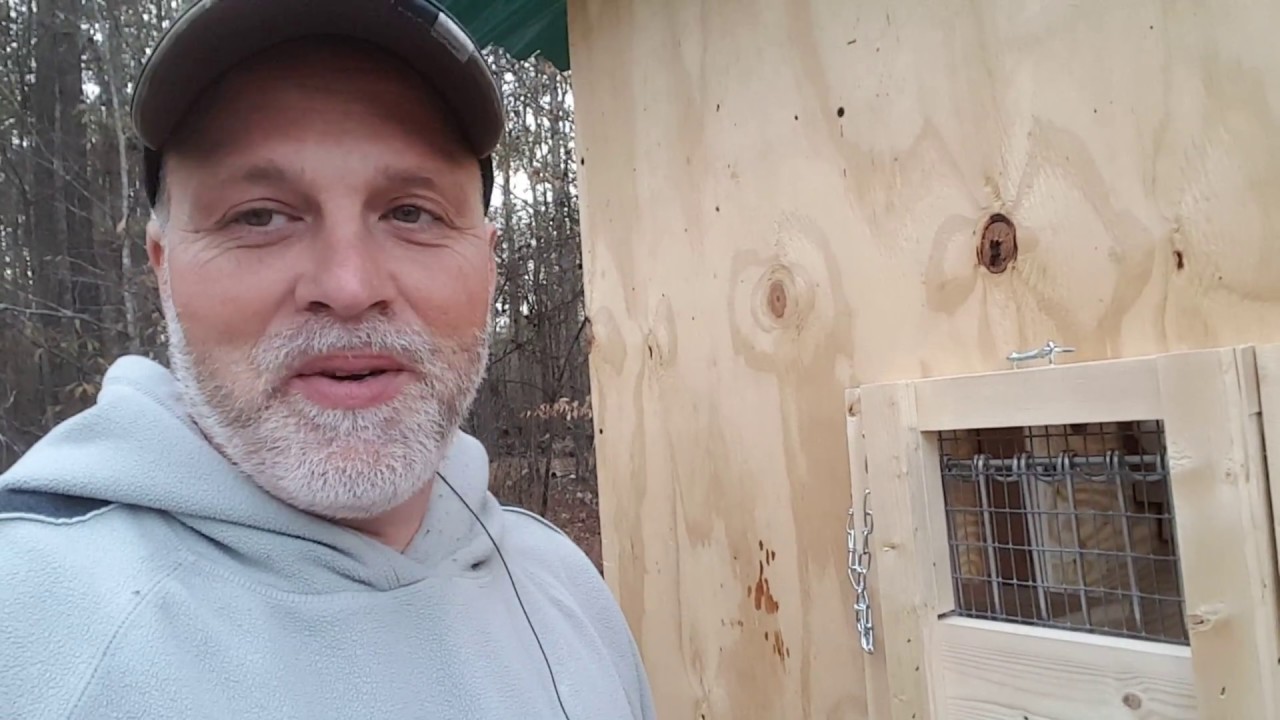 BEST WHITE HOMING PIGEONS TRAP DOOR