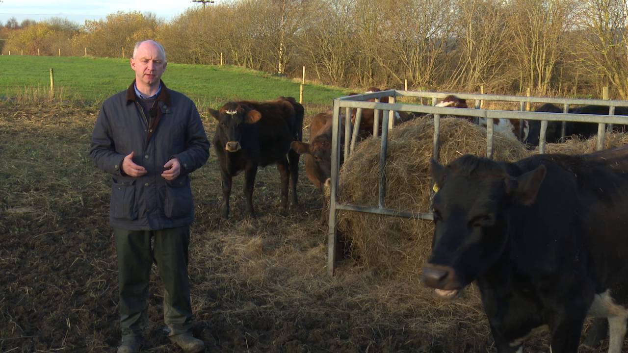Managing outwintered animals - AHDB Dairy