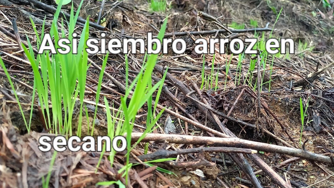 ¿Cómo sembrar arroz en secano?