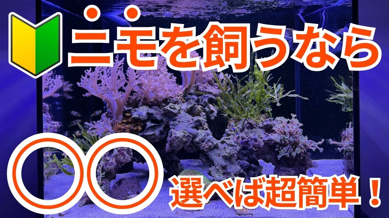 カクレクマノミはこれを知るだけで劇的に育てやすくなります