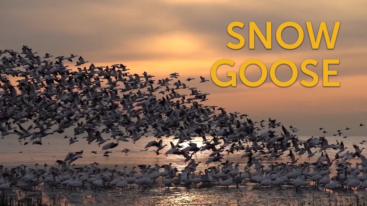Snow Goose: Bred White and Blue