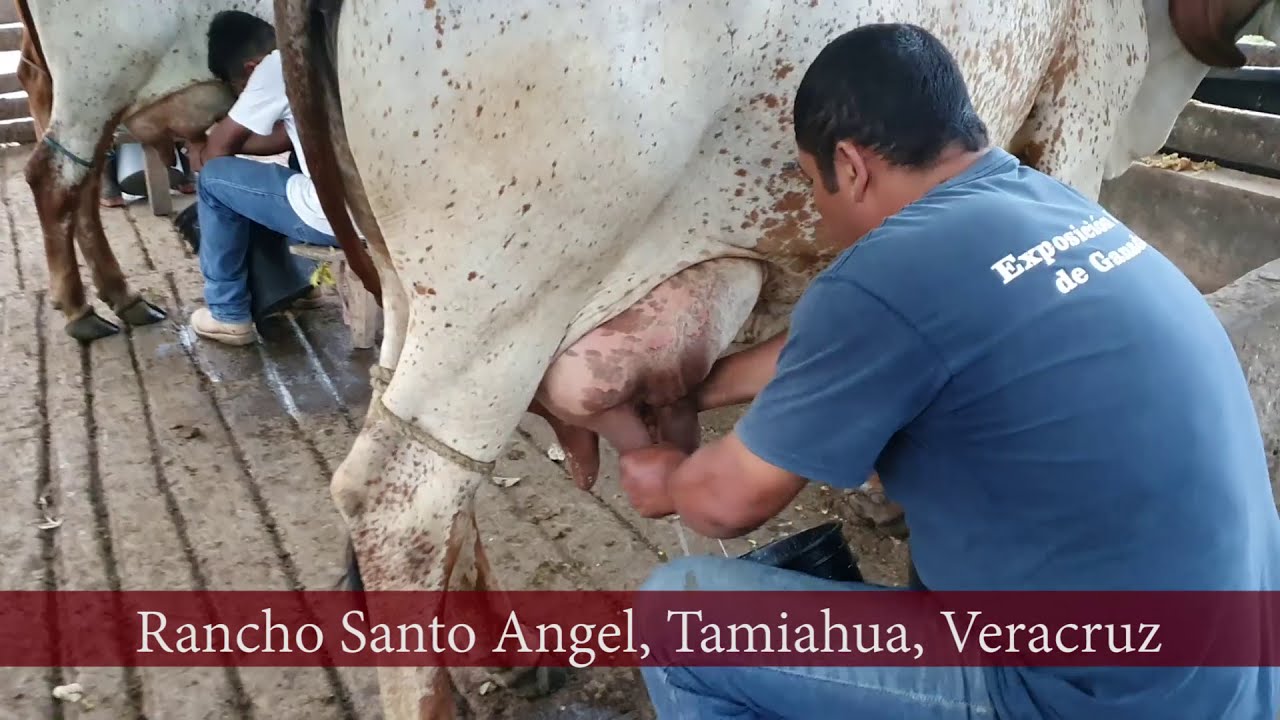 Ordeñando Gyr Lechero en el Norte de Veracruz Rancho Santo Ángel Control Lechero Oficial del Cebú
