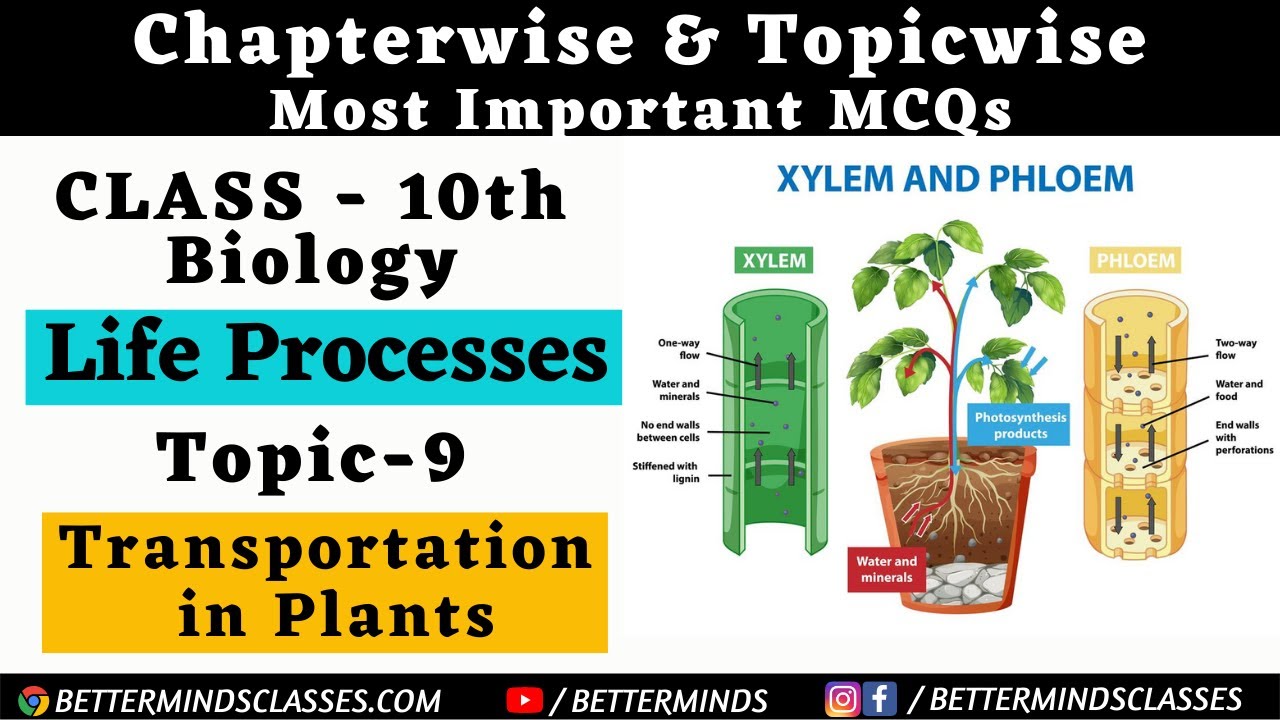 MCQs Transportation in Plants | Class 10th Biology MCQs | Life Processes MCQs | Bio Class 10th MCQs