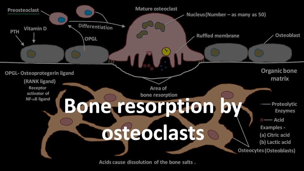 Bone resorption by osteoclasts