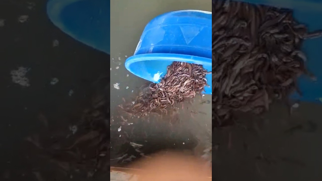 How to Start a Catfish Farm