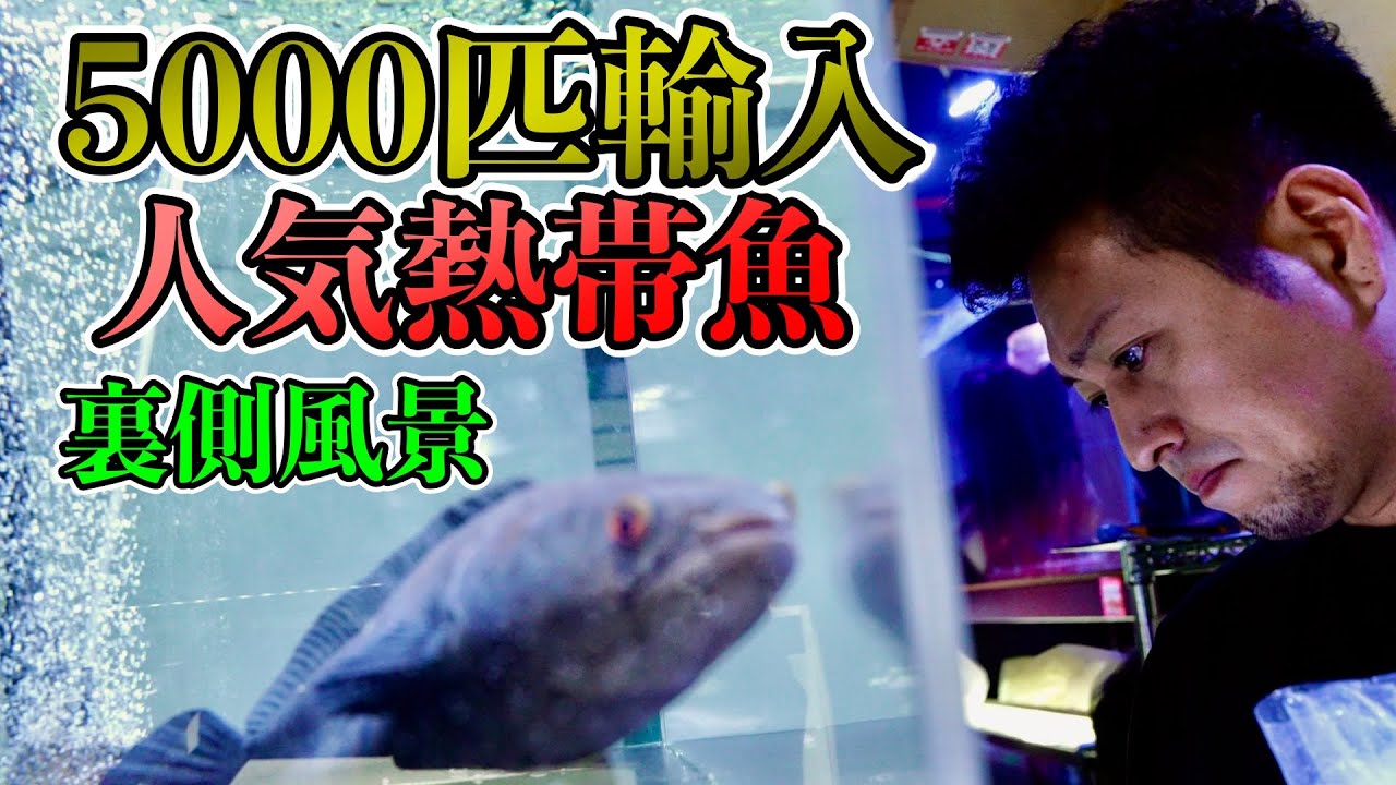 大人気インドネシア便熱帯魚　輸入搬入密着　スネークヘッド　スマトラタイガー　デルヘッジィ　カエルアンコウ　特殊クラウンローチ　ベタなど　『ベイサイドアクア』