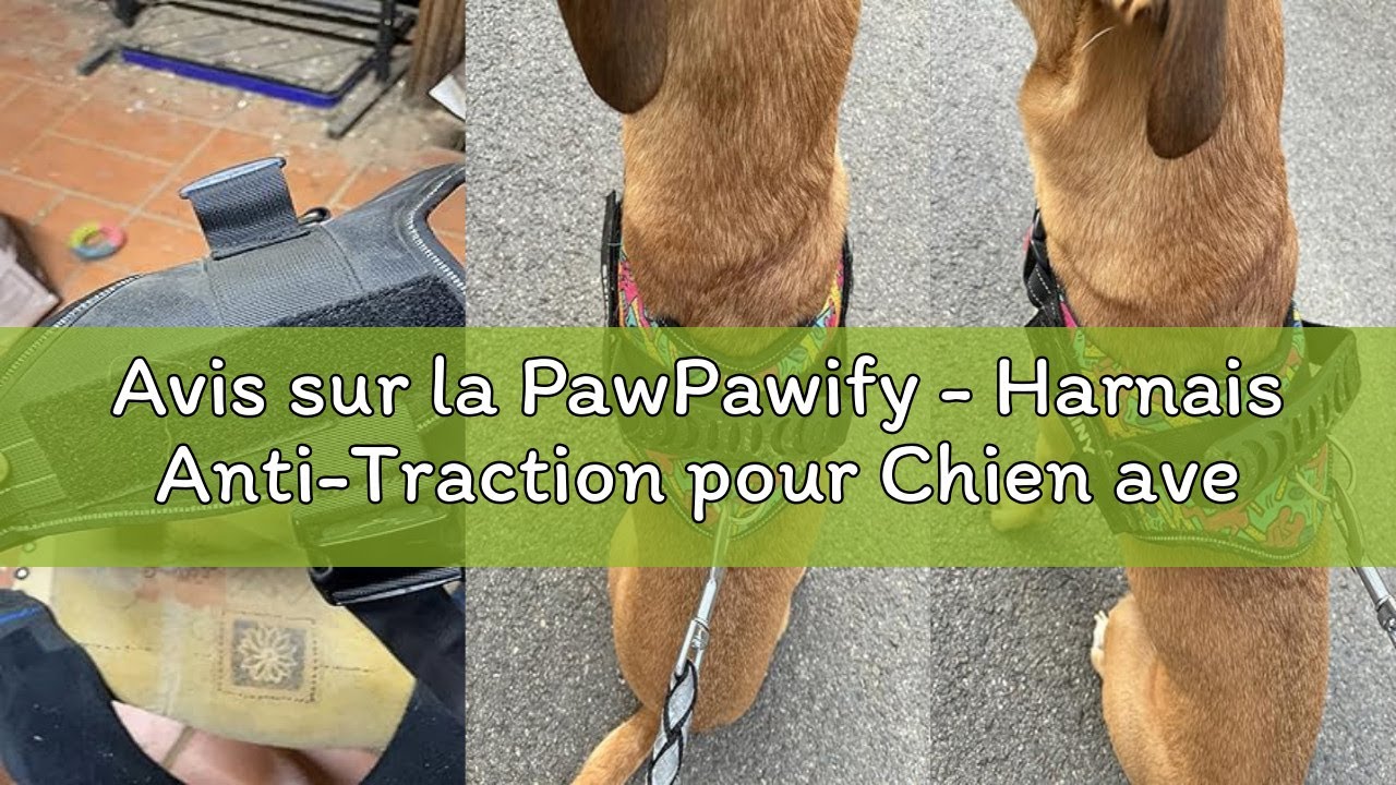 Avis sur la PawPawify - Harnais Anti-Traction pour Chien avec nom et numéro de téléphone à Personnal
