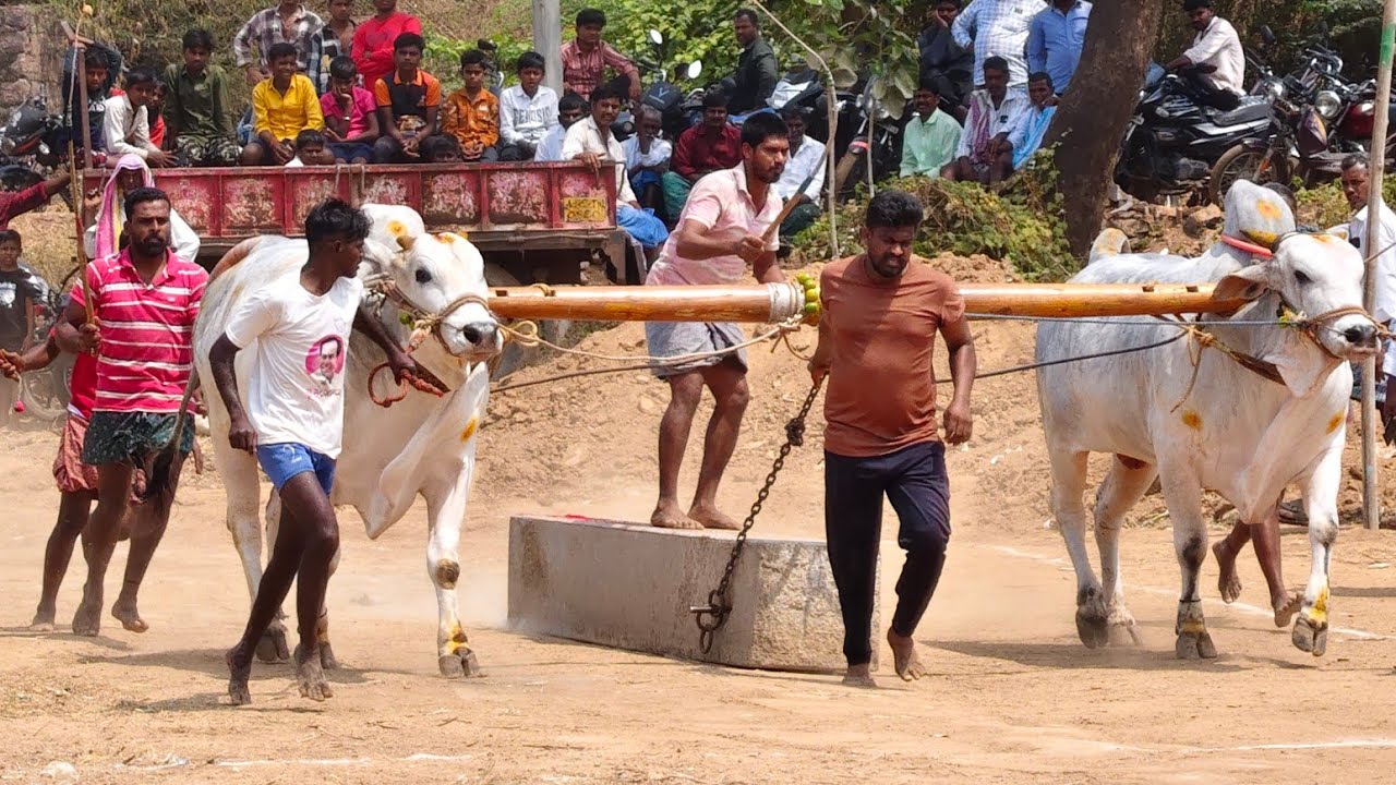 2026-పులికోండ.న్వూకేటగిరి.1వ జత.SBR BULLS షేక్ మహమ్మద్ పరిధ్ గారు ఏ.నారయణపురం గ్రామం అనంతపురం జిల్లా