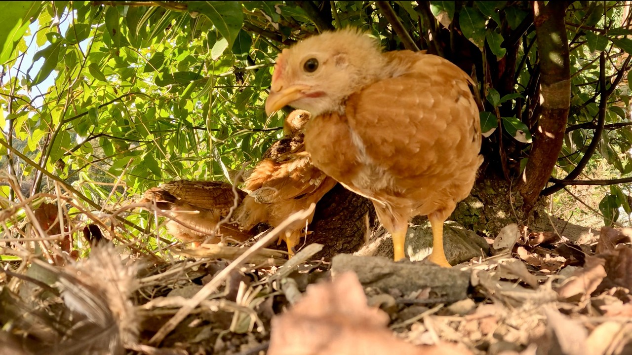 【鶏のひな】茂みの中で遊ぶ
