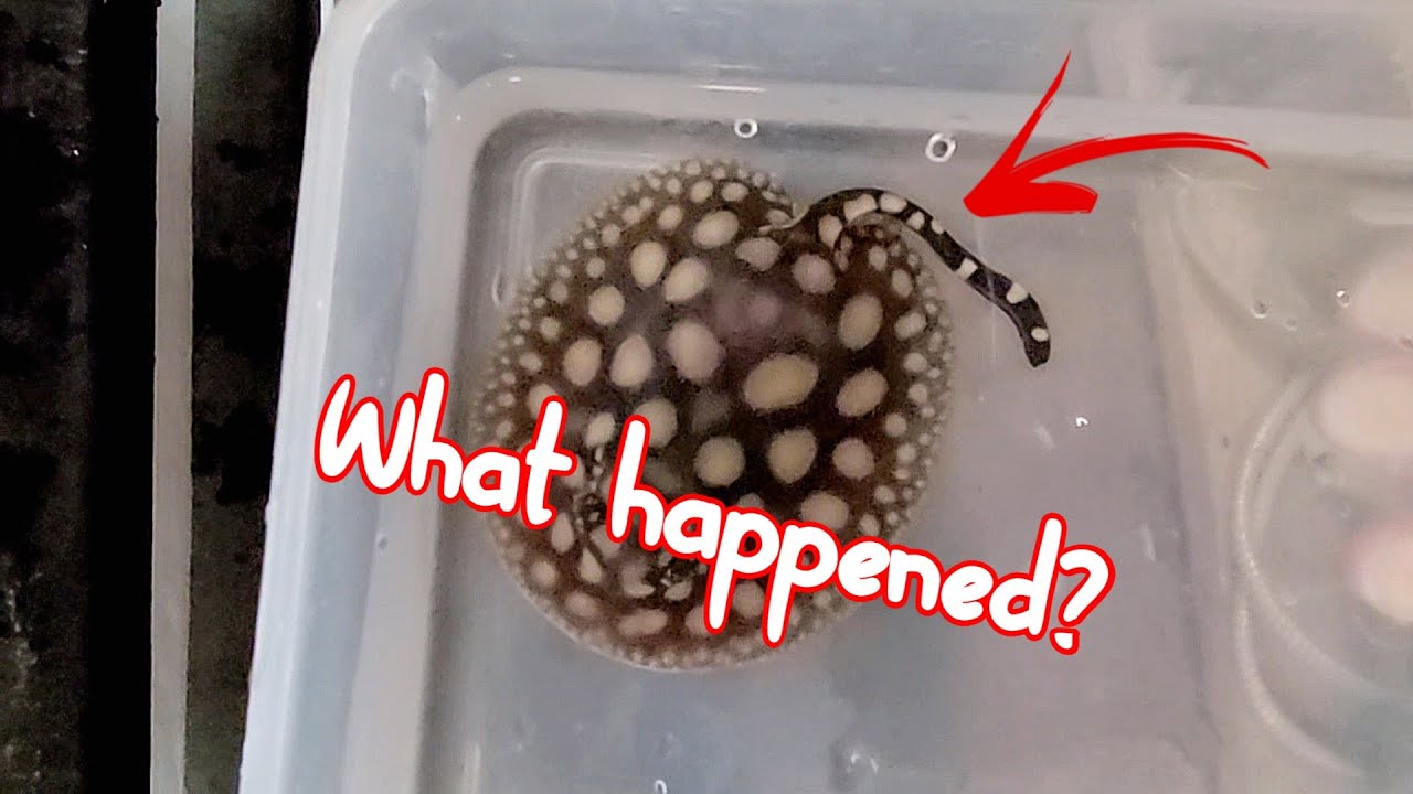 Freshwater Stingray pup BIRTH DEFECT - What is going on?