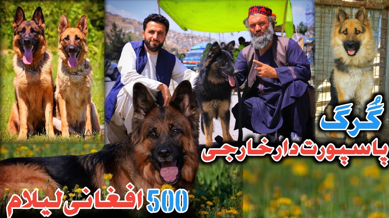 گُرگ های قیمتی پهلوان فرهاد|قیمت ترین گُرگ کابل ‌150.000 هزار افغانی|Pahlwan Farad Precious wolves