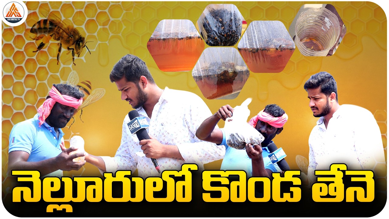 నెల్లూరులో కొండ తేనె | Pure Hill Honey in Nellore — Natural Taste, Super Quality! | SASTv
