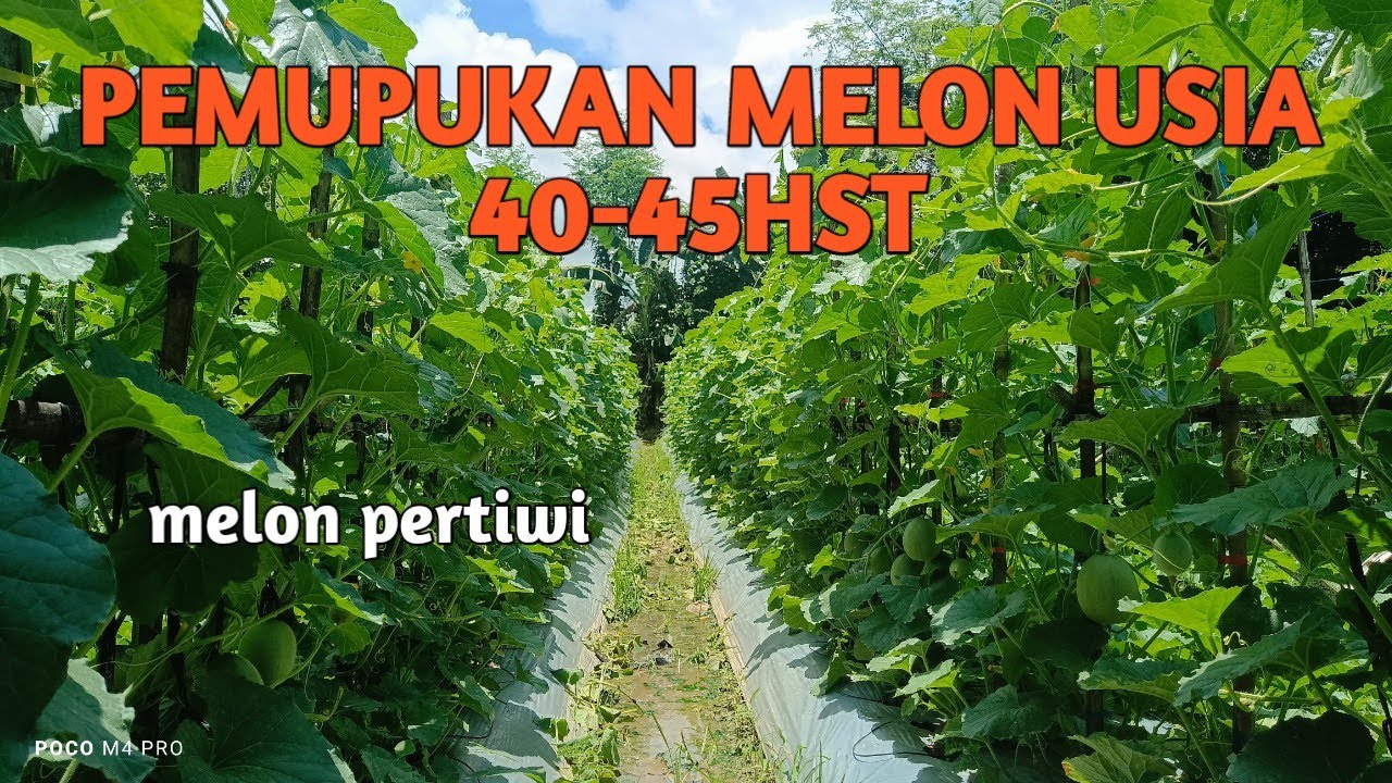 PEMUPUKAN MELON PERTIWI USIA 40HST #melon #farming 