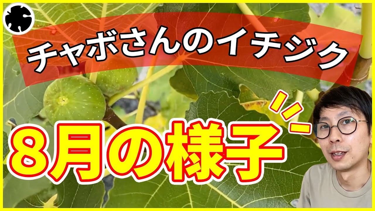 【イチジク】ちゃぼさんのお庭の8月の様子！おまけ動画付き（育て方）