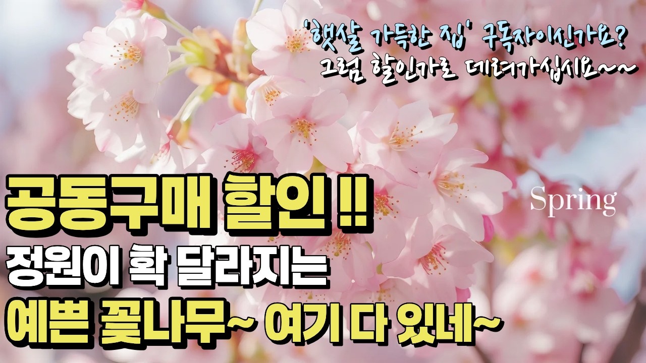 (그냥 한번 보고 가세요)😊 딱1주일만!! 구독자님들과 함께하는 꽃나무 공동구매(할인)🪴🌸 /정원용 꽃나무13, 클레마티스60/정원가꾸기 #가드닝