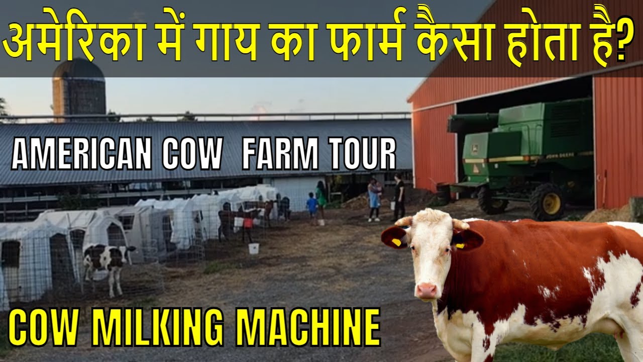 अमेरिका में गाय का फार्म कैसा होता है| American Cow Farm| Milking Cows