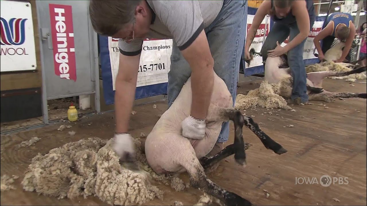 2012 Sheep Shearing Contest | Celebrating the Fair