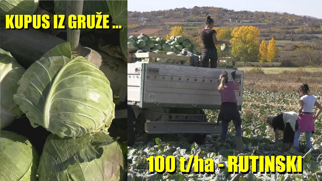 Preko 100 tona KUPUSA PO HEKTARU - evo kako rade mladi povratari iz GRUŽE i šta imaju da poruče ...