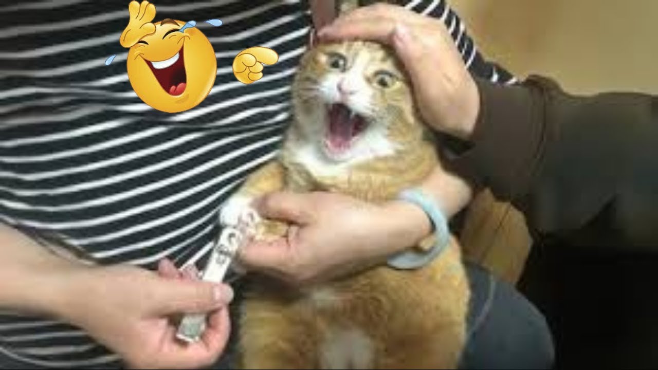 Funniest Cats Ever 😂 Try Not To Laugh Challenge 🐱