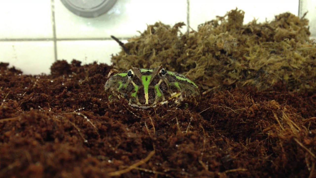 Horned frog luring prey