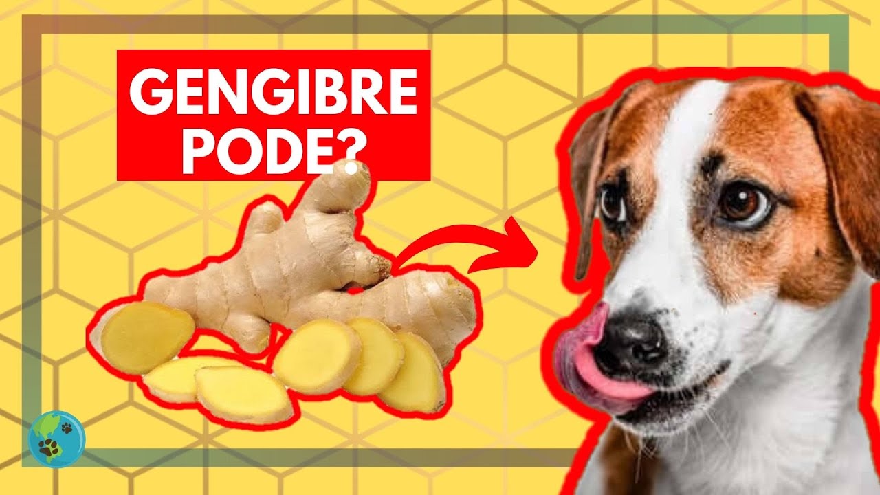 Cachorro PODE comer GENGIBRE? - Descubra tudo aqui | Mundo de Cão e Gato