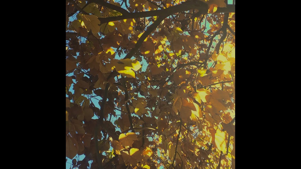 some tunes to end this autumn