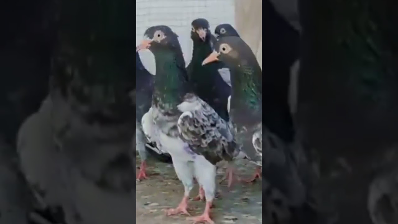 Royal Teddy pigeon | Color Teddy Pigeon | Royal Teddy | Bird Life Care