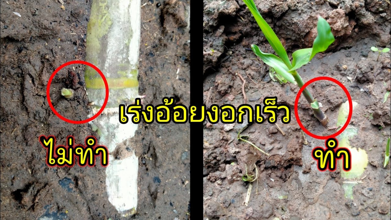 วิธีปลูกอ้อยคั้นน้ำง่ายๆที่มือใหม่ต้องรู้