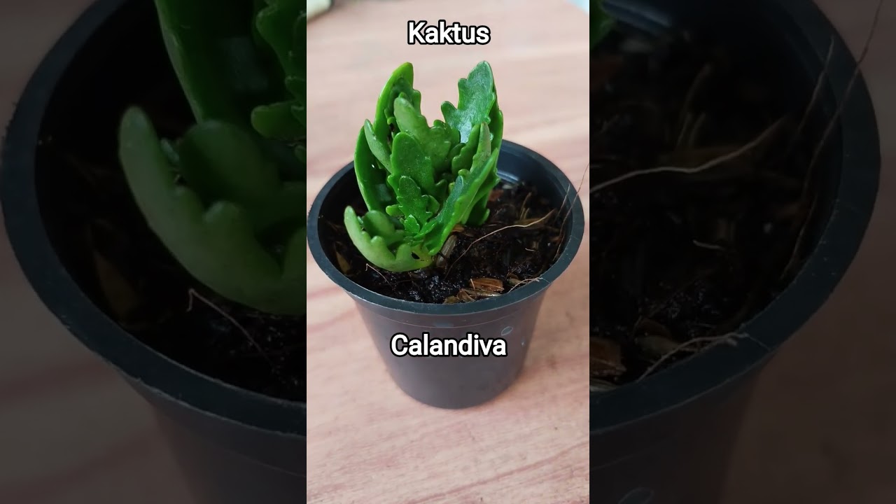 Kaktus - Calandiva
