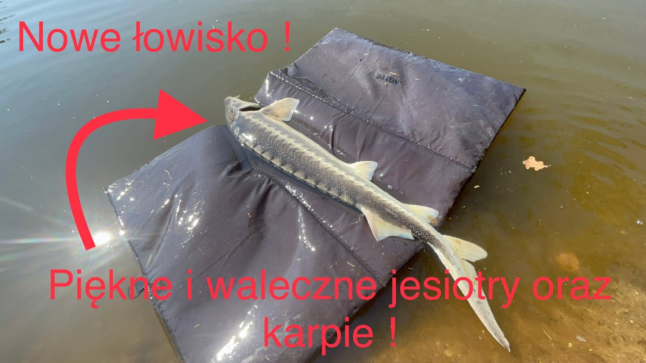 Łowisko pod Dębami- Nowe łowisko, opis. Silne jesiotry i karpie na method feeder 🎣
