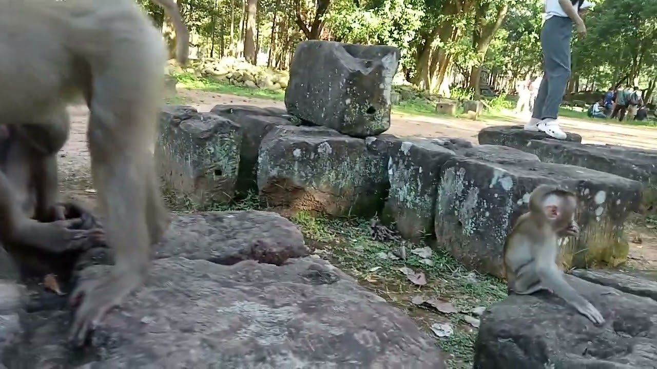 VID20250823162807 Monkey Bayon 1