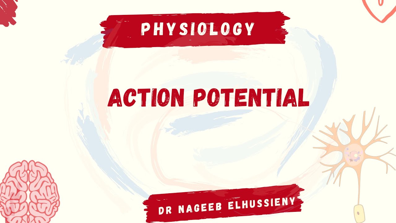 action potential | Dr Nageeb