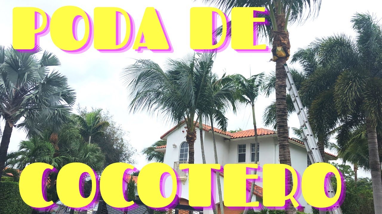 PODA DE COCOTERO