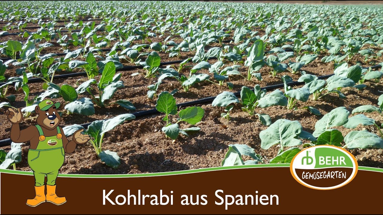 Der Kohlrabi und die automatische Pflanzmaschine