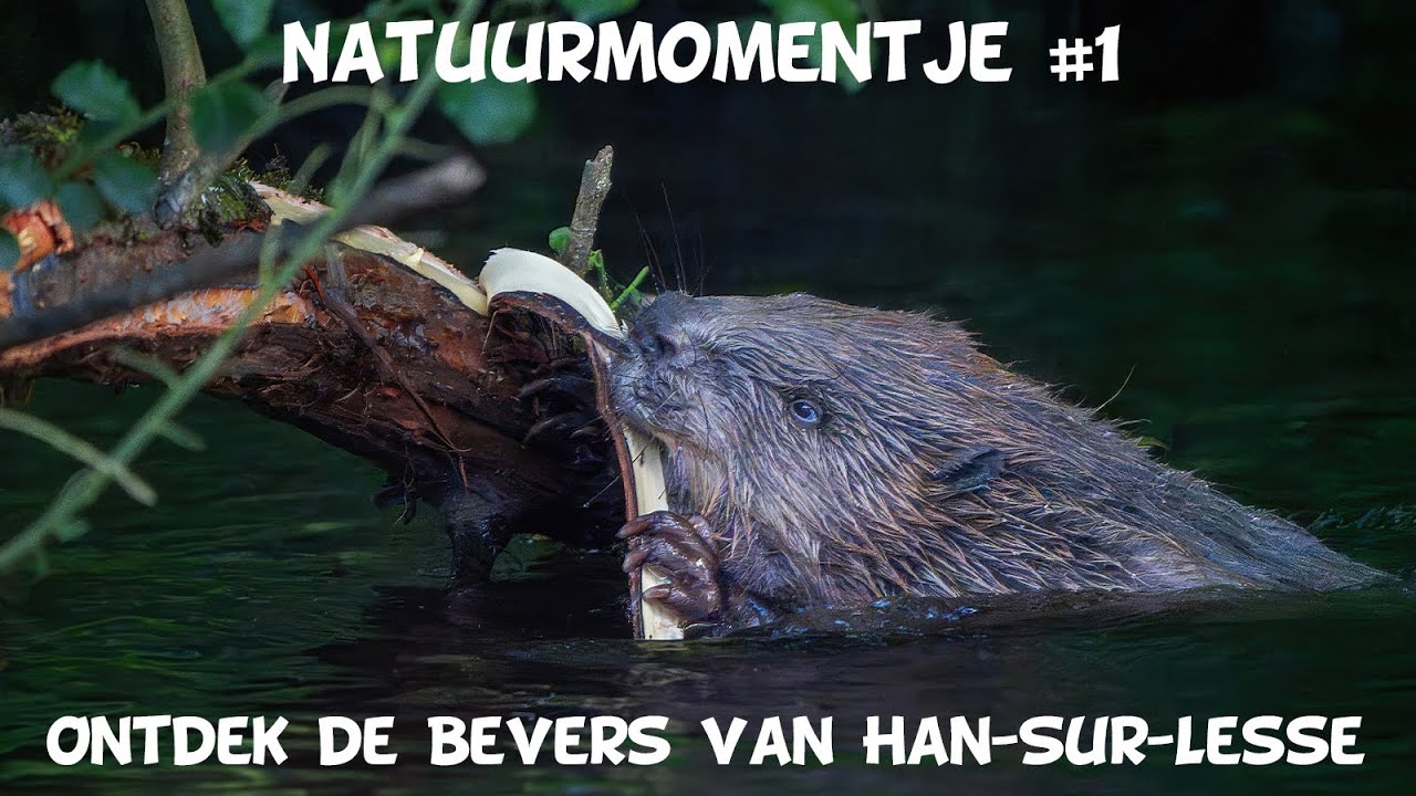 Natuurmomentje #1: Ontdek de Bevers van Han-Sur-Lesse