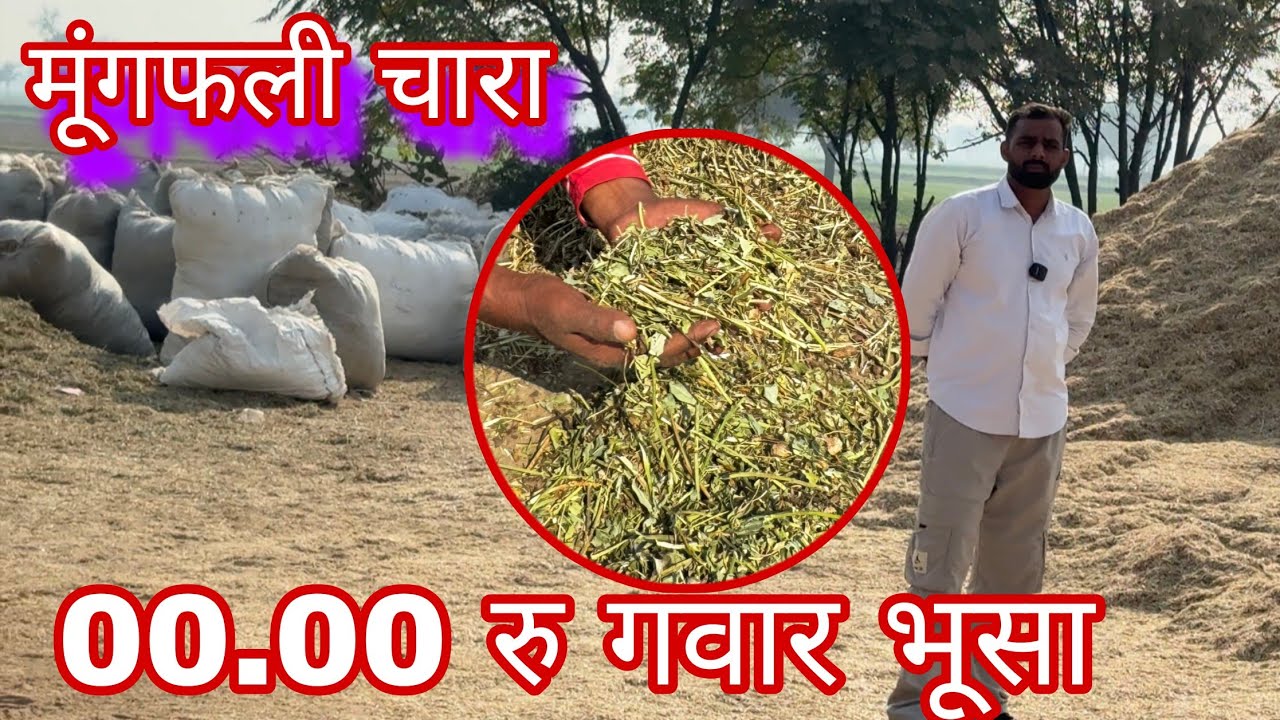 मूंगफली और गवार चारा बकरे बकरियों के लिए बिकाऊ