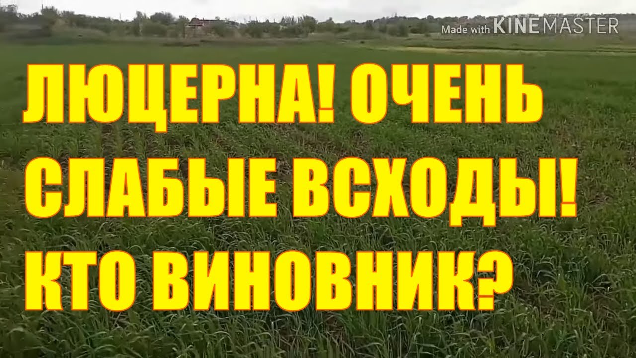 Люцерна, очень слабые всходы! Кто виновник?