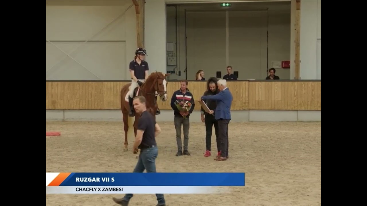 Ruzgar VII S KWPN goedgekeurd Chacfly ps x Zambesi x Verdi x Burggraaf