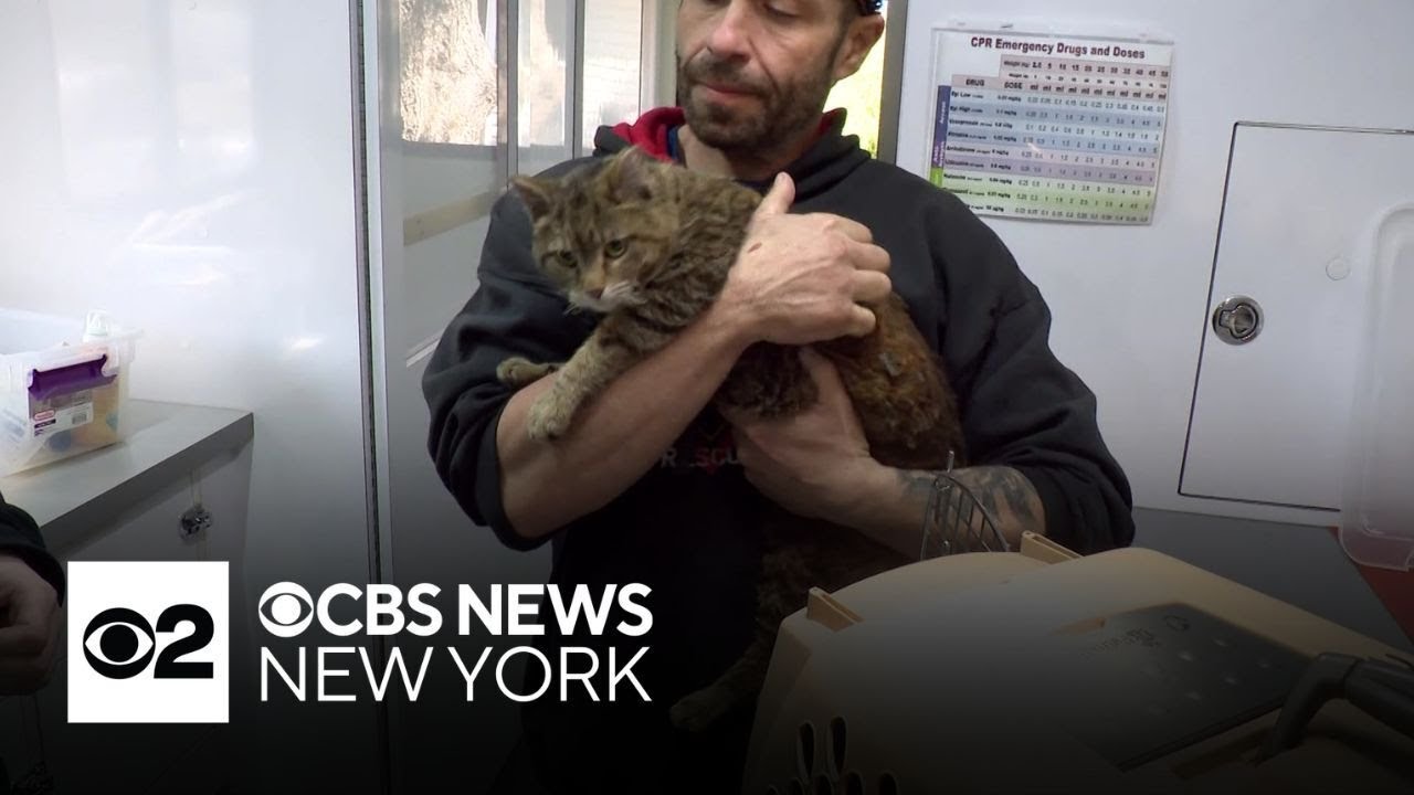 Hundreds of cats missing after Long Island Happy Cat Sanctuary fire