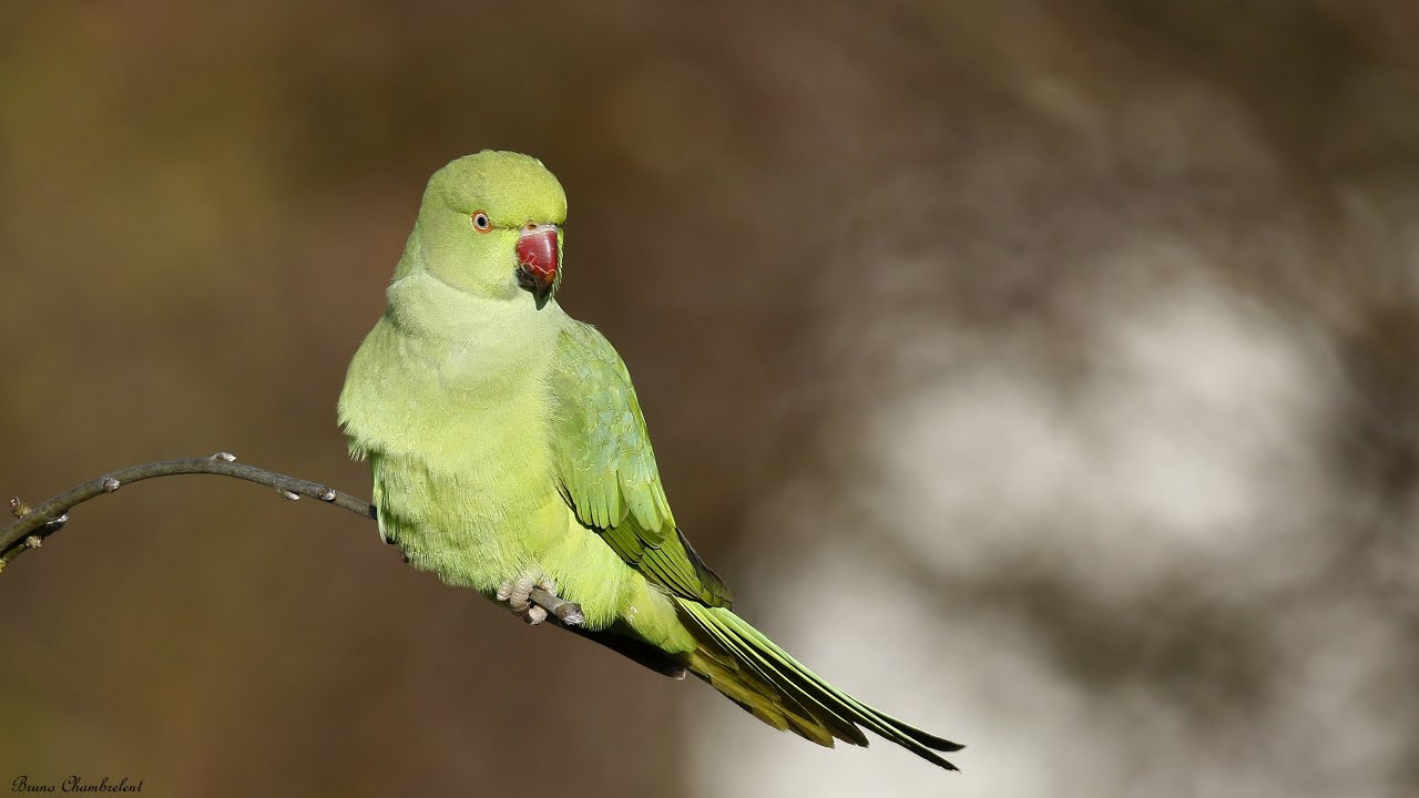 Perruches à collier - Rose-ringed Parakeet - Psittacula krameri