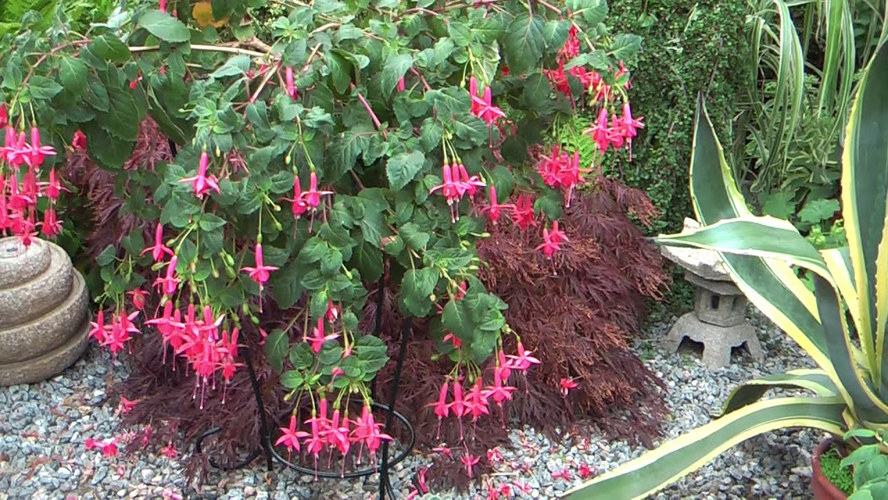 Carlsson's fuchsia og Pelargonie have 2019