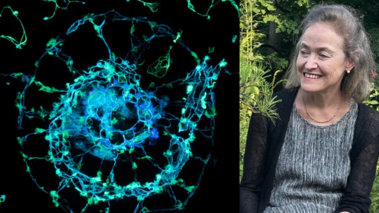 Sarah Brayer / Luminosity in Paper: Journey to Japan