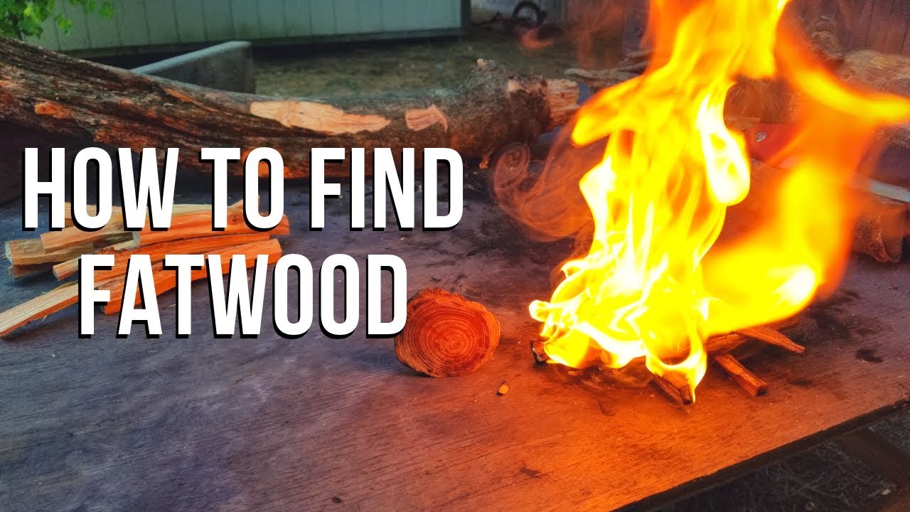 The best wood for fire starting | How to find Fatwood!