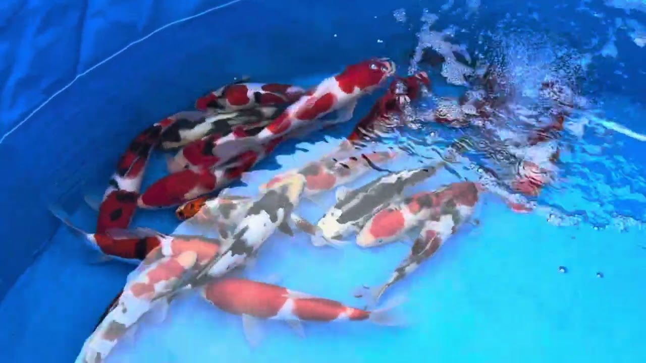 2024.9.29🇯🇵🎏谷養魚場主催錦鯉即売会