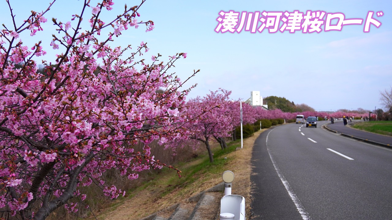 湊川河津桜ロード　香川県東かがわ市　2026.03.07