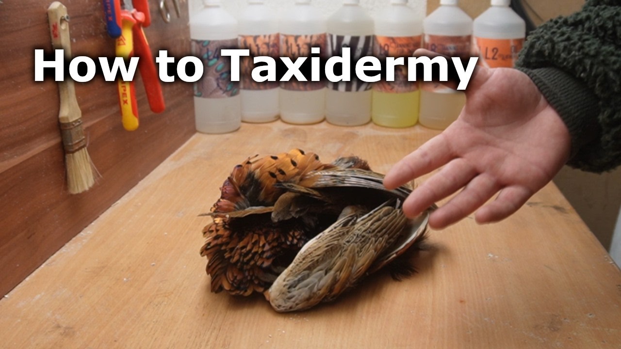 How to Taxidermy a Pheasant
