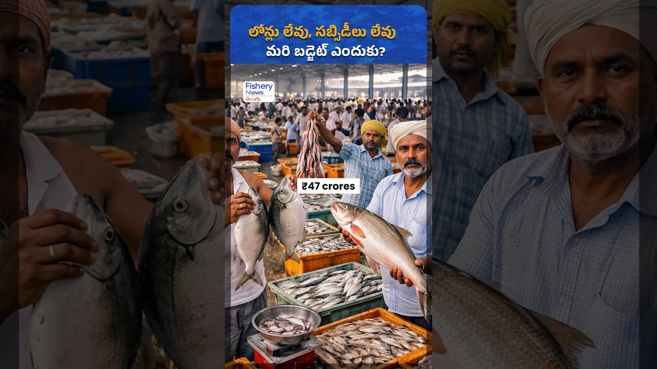 Telangana Fisheries Budget 2026 | Telangana Fisheries Budget 2026 | Fishery News Telugu