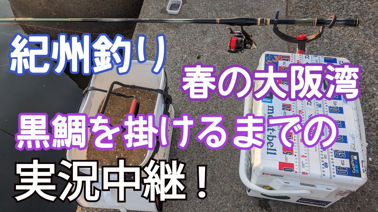 紀州釣り ダンゴ釣り チヌをかけるまでの過程を実況中継で !【チヌ釣り】【グレ釣り】【紀州釣り】【磯釣り】 #フカセ釣り #磯釣り #黒鯛　#釣り