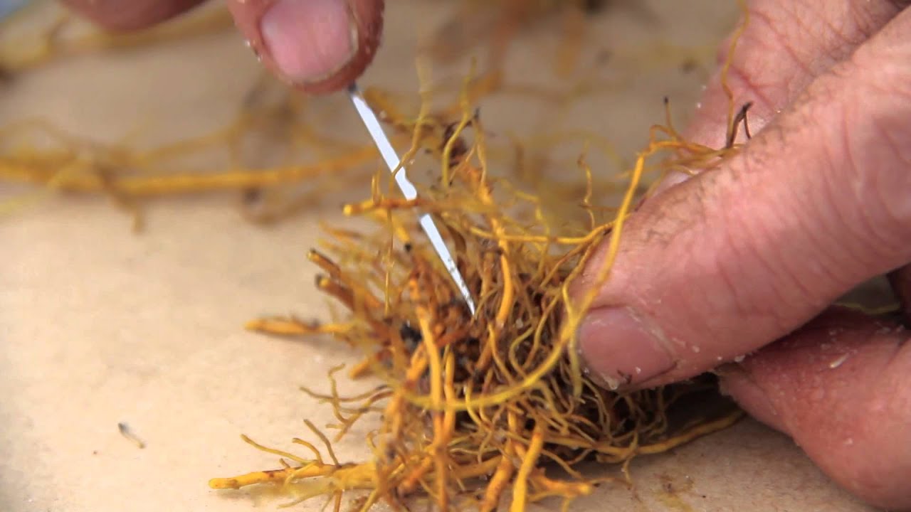 Rhizome and root propagation of goldenseal